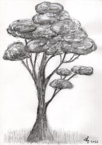 Arbre 84b