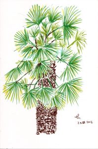 Arbre Palmier