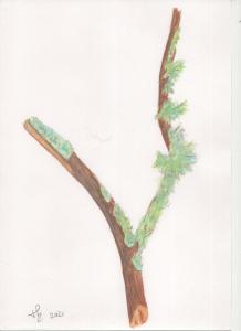Branche d'arbre